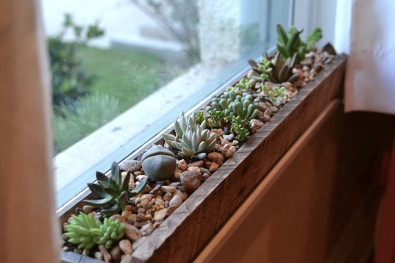 dekorasi ruang dengan tanaman, penempatan tanaman dekat jendela
