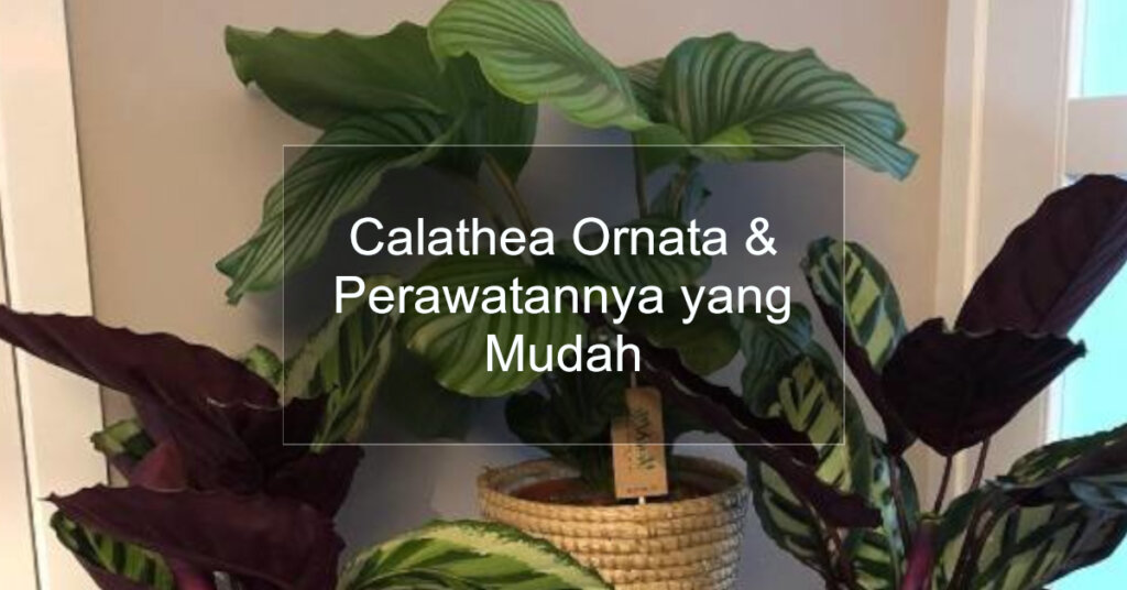 calathea ornata