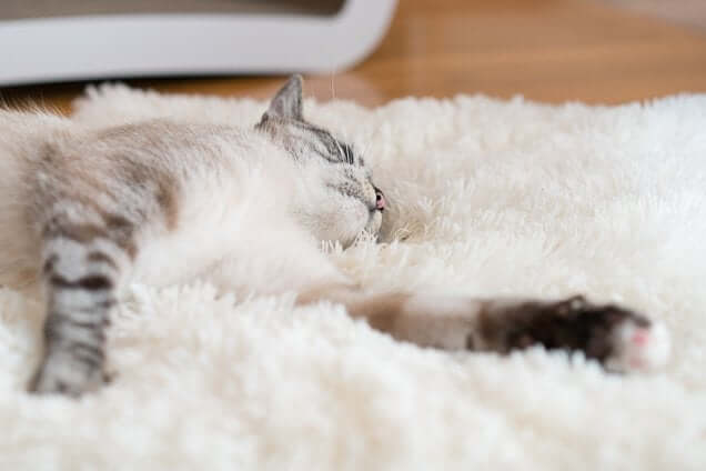 tempat tidur kucing berbentuk mat
