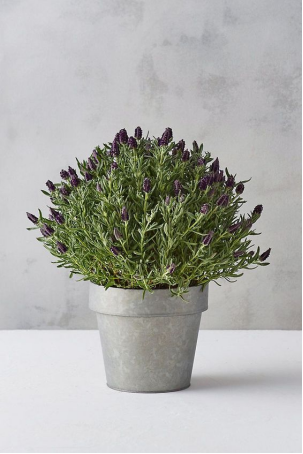 tanaman spanish lavender untuk dekorasi kamar