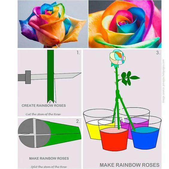 Cara membuat mawar pelangi