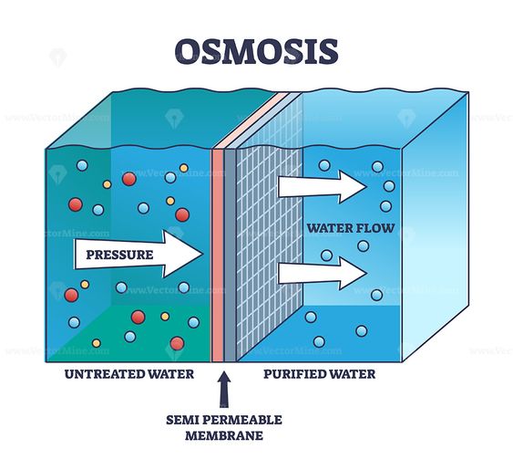 proses osmosis