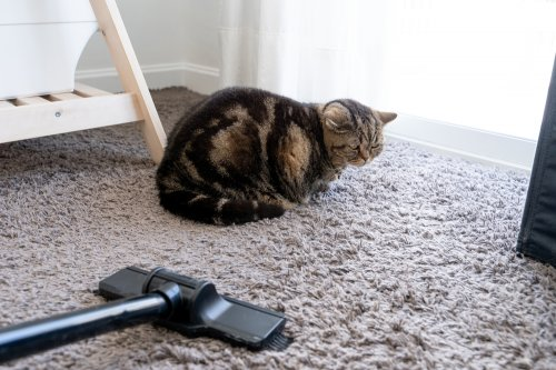 Membersihkan Bulu Kucing di Karpet